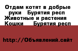 Отдам котят в добрые руки - Бурятия респ. Животные и растения » Кошки   . Бурятия респ.